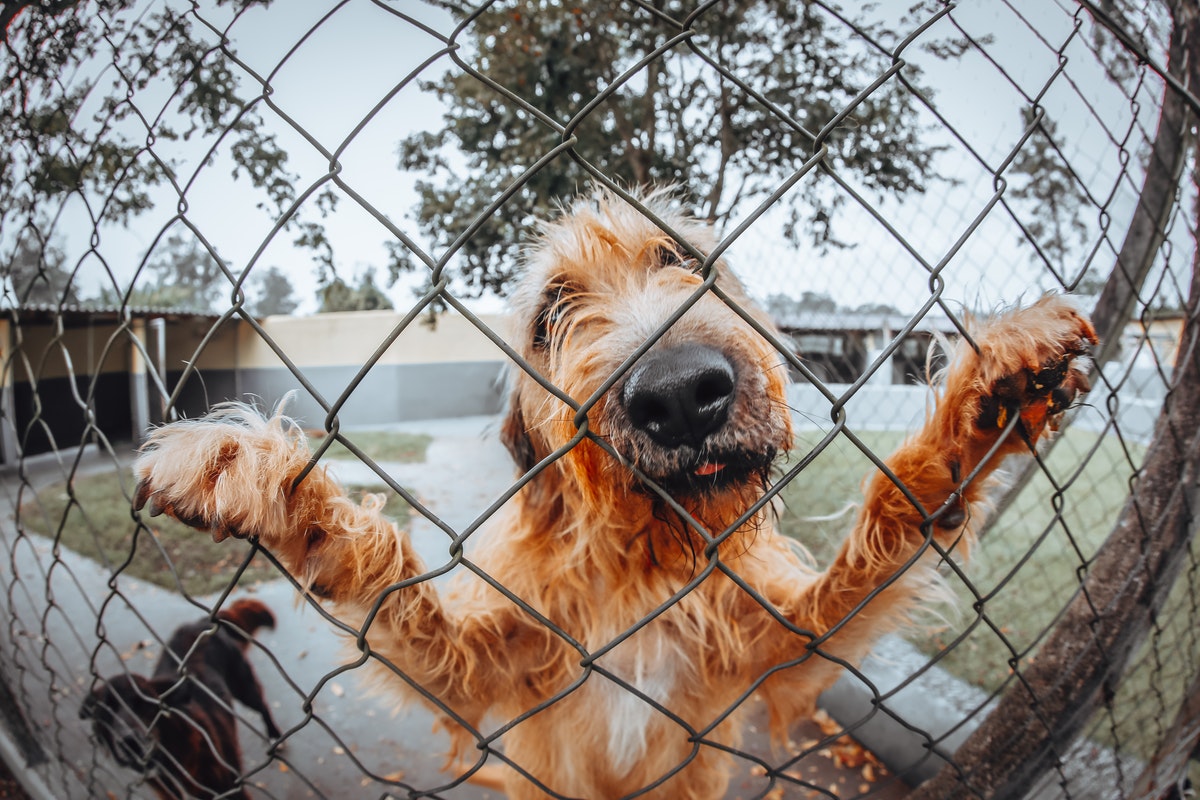 Why You Need to Install a Fence for Your Dog