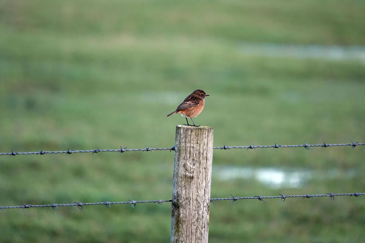 Affordable Fence Options for Acreage