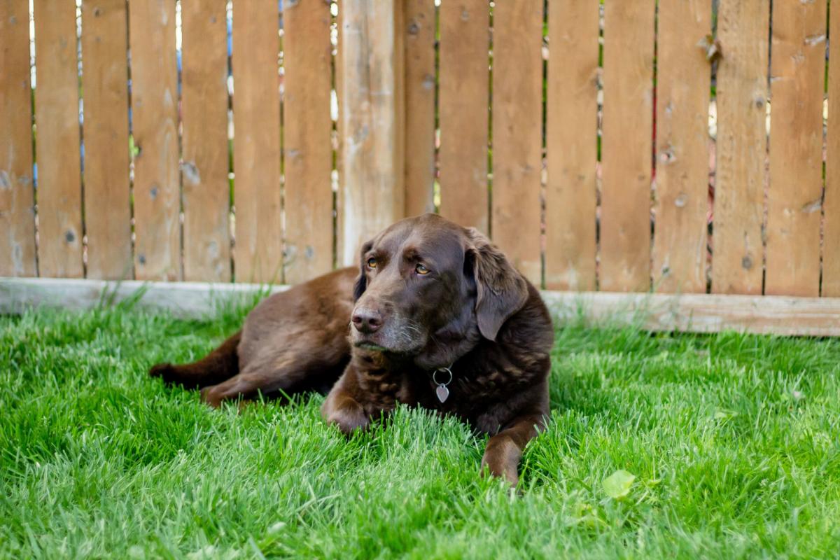 Advantages to Having a Fence for Your Dog