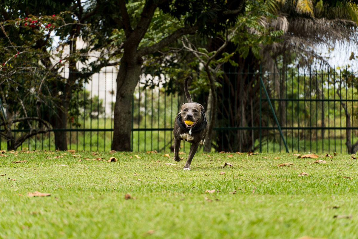 Advantages to Investing in a Dog Run