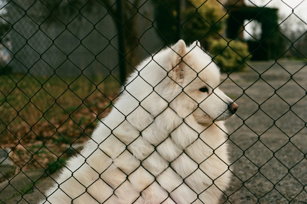 Choosing Fencing to Keep Pets Safe and Happy