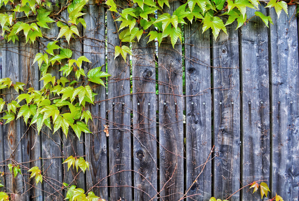 The Art of Growing Fence-Friendly Vines