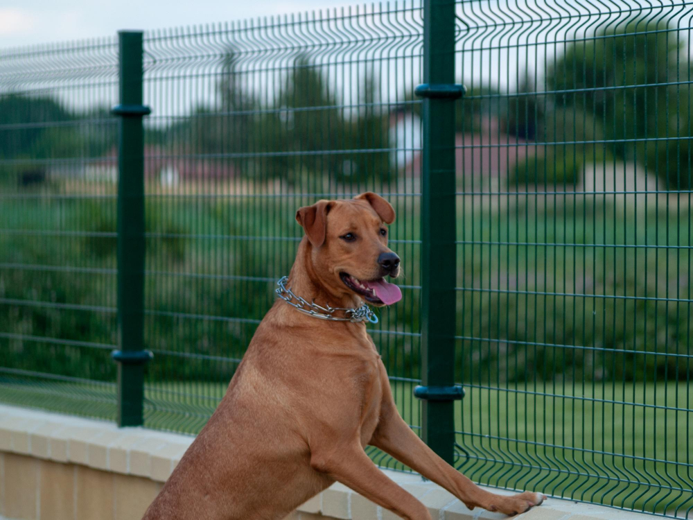 Why Dogs Run Fences in Orlando & How to Stop It